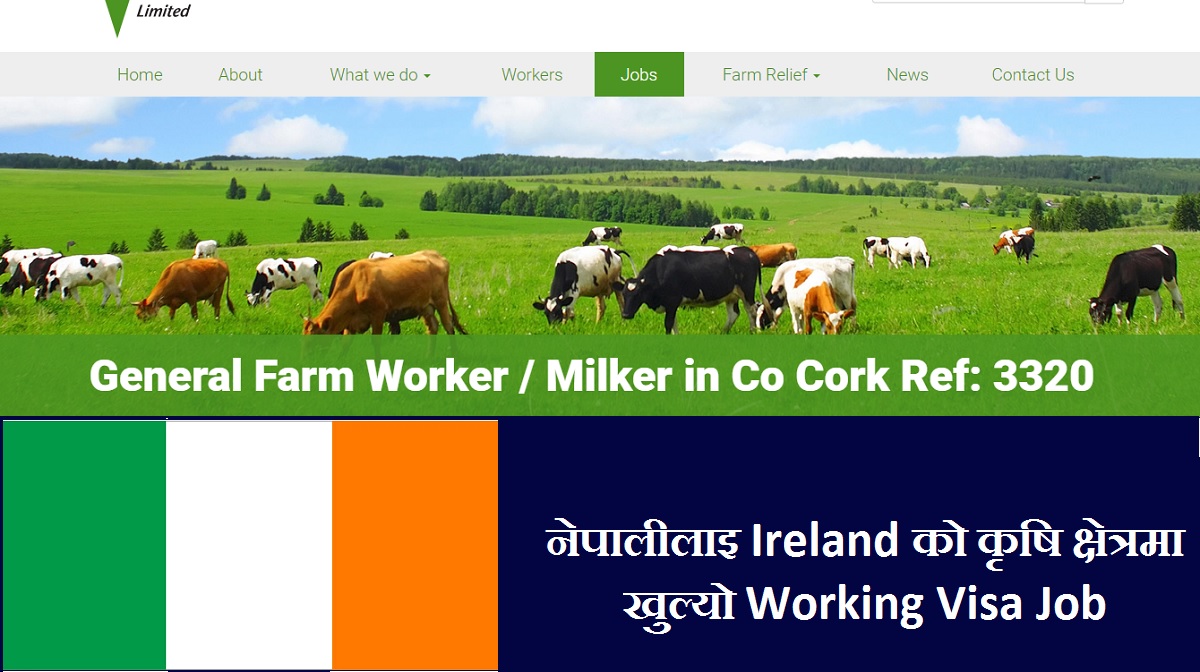 Working Visa Job in Ireland