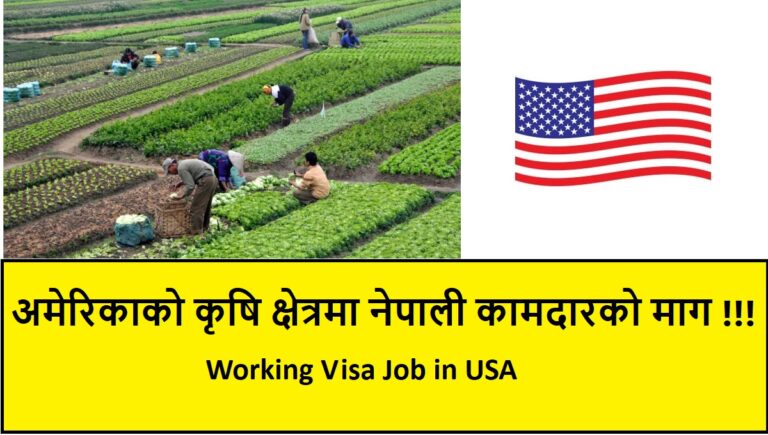 Working Visa Job in USA